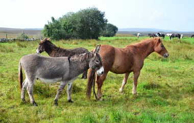Horses and donkeys together on a meadow in Ireland.