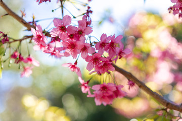 cherry tree blossoms in spring