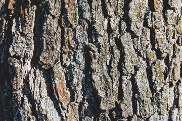 bark of a deciduous tree