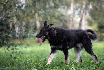 adorable mixed breed dog outdoors in summer