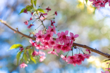 cherry tree blossoms in spring