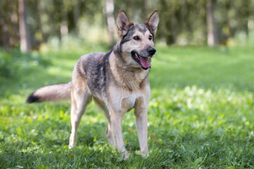 Naklejka na ściany i meble beautiful german shepherd mix dog posing outdoors