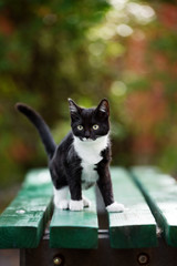 adorable kitten posing outdoors