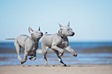 Obraz na płótnie Canvas two thai ridgeback puppies playing on the beach