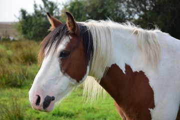 Portrait of a beautiful pinto horse in Ireland.