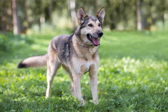 Beautiful German Shepherd Mix Dog Posing Outdoors