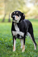 adorable mixed breed dog outdoors in summer