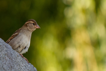 Sparrow