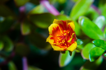 Closeup Portulaca flower in garden. (Portulaca oleracea)