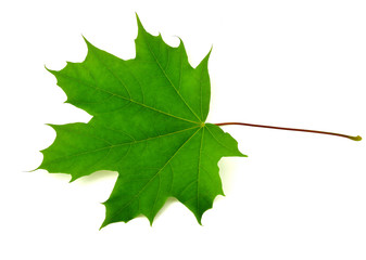 Green maple leaf