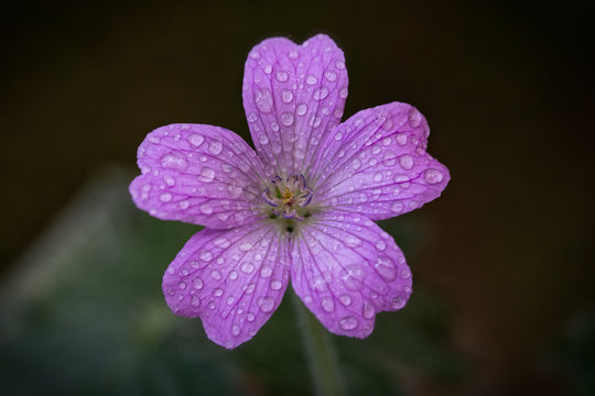 Bl&uuml;te im Morgentau