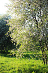 Fototapeta na wymiar Blossoming trees in spring season
