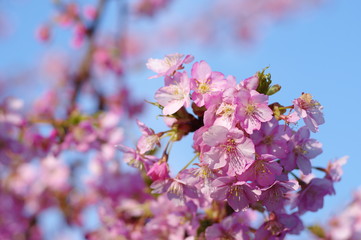 河津桜