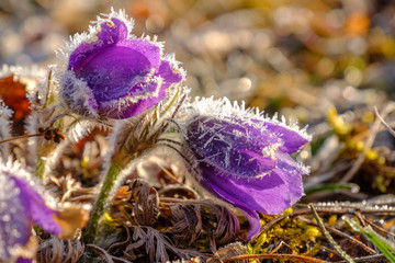 Küchenschelle (Pulsatilla) mit Raureif im Gegenlicht