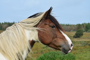 Portrait of a beautiful pinto horse in Ireland.