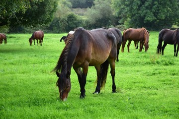 Fototapeta na wymiar A herd of grazing horses in Ireland, one bay horse in the front.
