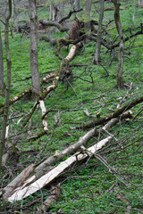 Fallen trees in the forest