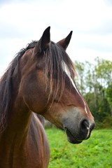 Portrait of a beautiful bay horse in Ireland.