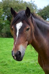 Obraz premium Portrait of a beautiful bay horse in Ireland.
