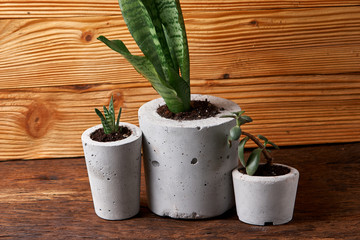 succulent plant in handmade concrete pot in room decoration for cactus lover