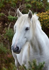 Fototapeta na wymiar Portrait of a beautiful white horse in Ireland.