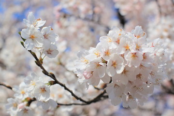 Obraz premium Cherry Blossoms