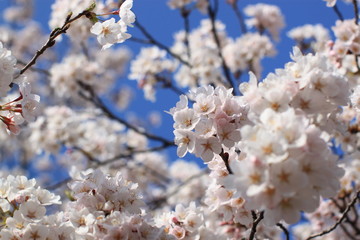 Cherry Blossoms