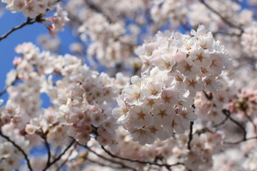 Fototapeta premium Cherry Blossoms
