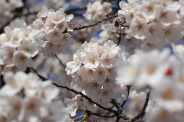 Fototapeta premium Cherry Blossoms