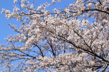 Cherry Blossoms