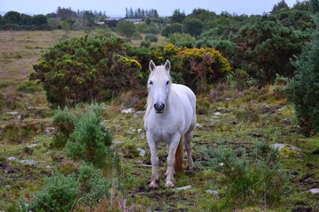 Obraz na płótnie Canvas Beautiful white horse in Ireland.
