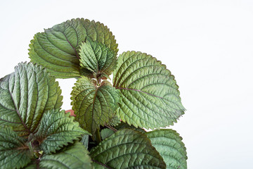 Growing perilla potted plants