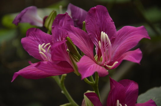 Bauhinia variegata, Kachnar, Kanchan