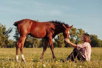 Obraz premium Woman is feeding a foal from her hands