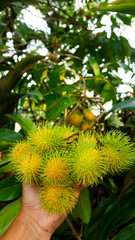 Rambutan fruit on tree