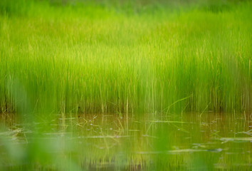 Rice fields, terraces, plantation, farm. An organic asian rice farm and agriculture. Young growing rice 