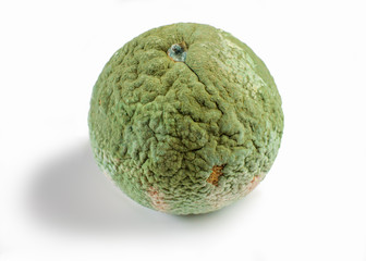 Spoiled tangerine. Mandarin with green mold. Isolated on white background.