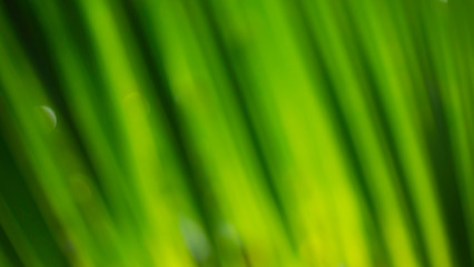 Blur green leaf abstract background