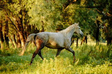 Fototapeta na wymiar portrait of a chestnut horse in a summer field