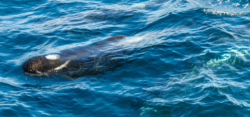Long-Finned Pilot Whales in the Southern Atlantic Ocean