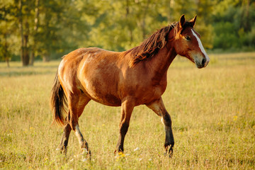 Fototapeta premium portrait of a chestnut horse in a summer field