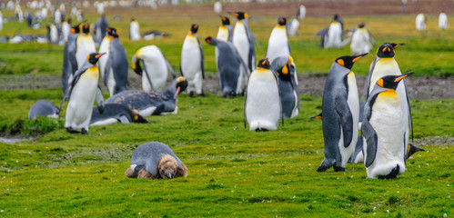 King Penguins on Salisbury Plains