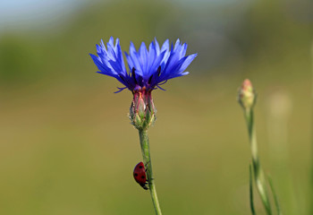 Ladybug on a blue cornflower in a summer field