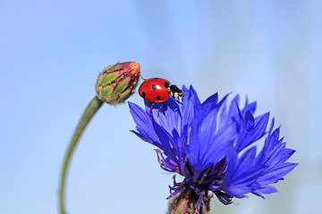 Ladybug on a blue cornflower in a summer field