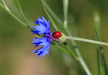 Ladybug on a blue cornflower in a summer field