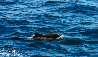 Obraz premium Long-Finned Pilot Whales in the Southern Atlantic Ocean