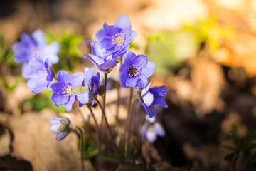 primroses macro background bokeh