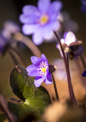 primroses macro background bokeh