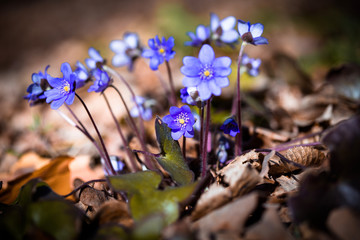 primroses macro background bokeh