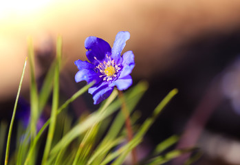 primroses macro background bokeh